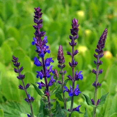 samen-maier-bio-steppen-salbei-salvia-nemorosa-im-topf image 6