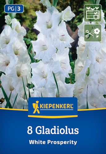 kiepenkerl-gro-blumige-gladiole-white-prosperity-wei-e-gladiolenzwiebeln-mit-lil image 7