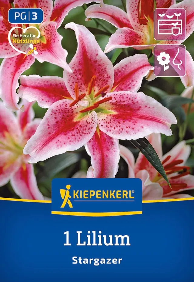 kiepenkerl-oriental-lilie-stargazer-blumenzwiebeln-rosa-90-cm image 1