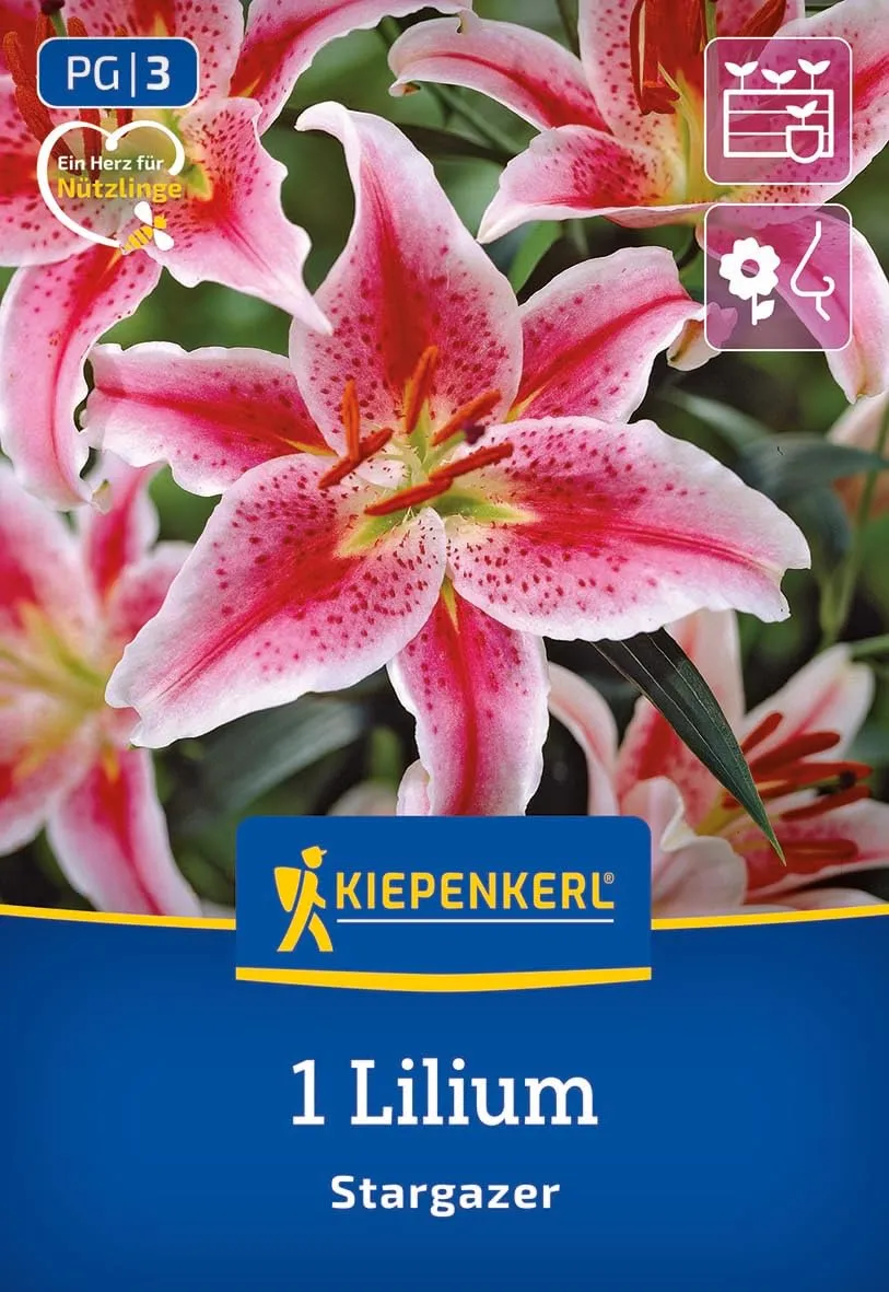 kiepenkerl-oriental-lilie-stargazer-blumenzwiebeln-rosa-90-cm image 1
