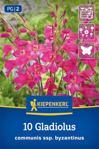 kiepenkerl-byzantinische-wildgladiole-blumenzwiebeln-mehrj-hrig image 8