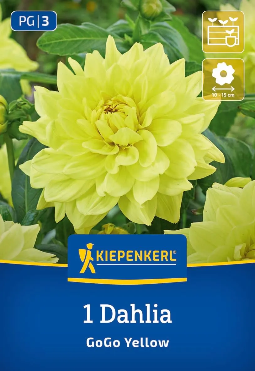 kiepenkerl-dekorative-dahlie-go-go-yellow-blumenzwiebeln-12-cm-bl-ten-50-60-cm image 1