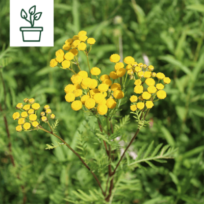 samen-maier-bio-rainfarn-tanacetum-vulgare-wildblume-im-topf image 2