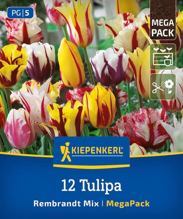 kiepenkerl-mega-pack-rembrandt-tulpen-mischung-blumenzwiebeln-12-st-ck image 1