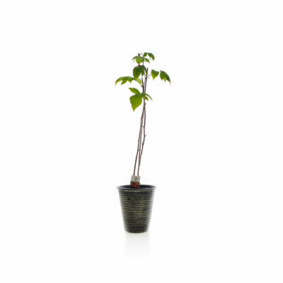 samen-maier-bio-himbeere-elida-himbeerpflanze-fr-h image 4