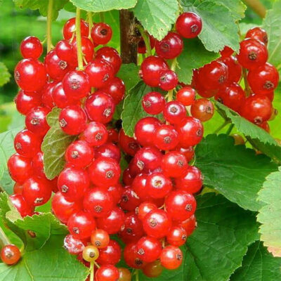 samen-maier-bio-rote-johannisbeere-jonkheer-van-tets-beerenpflanze image 2