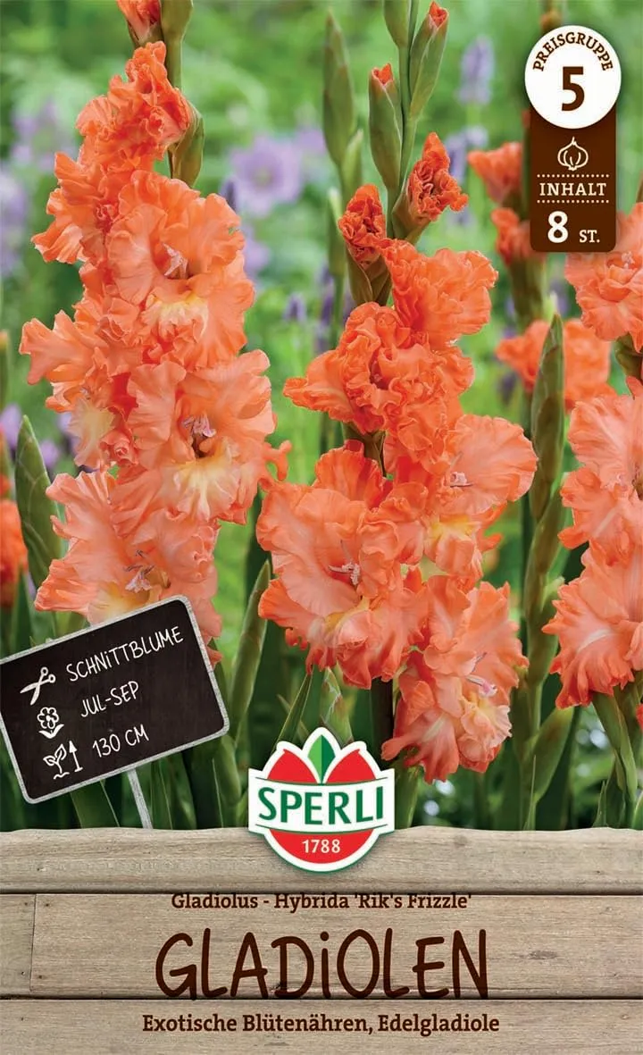 sperli-edelgladiole-riks-frizzle-261578-zweifarbig-gewellt-130-cm image 1