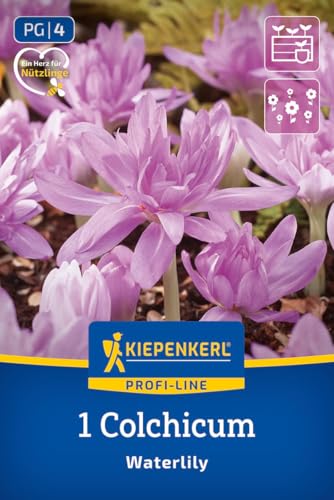 kiepenkerl-profi-line-herbstzeitlose-waterlily-blumenzwiebeln-gef-llt-rosa image 8