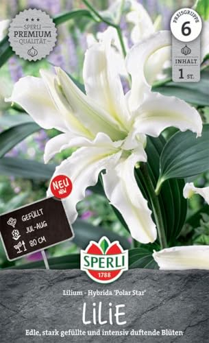 sperli-lilie-polar-star-263398-lilienzwiebeln-schneewei-gef-llt image 3