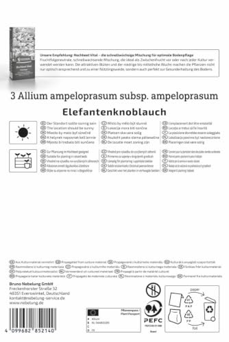 kiepenkerl-elefantenknoblauch-steckzwiebeln-allium-ampeloprasum-f-r-3-pflanzen image 6