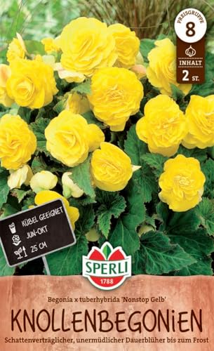 sperli-begonie-non-stop-gelb-blumenzwiebeln-dauerbl-her-25-cm-schatten image 3