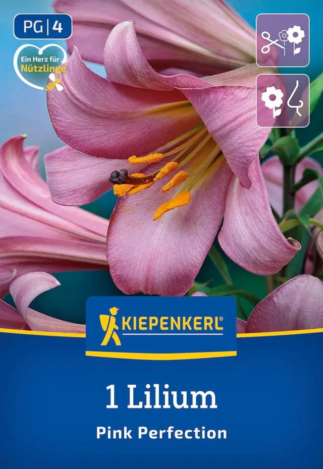 kiepenkerl-trompeten-lilie-pink-perfection-blumenzwiebeln-violettrosa-120-cm image 1