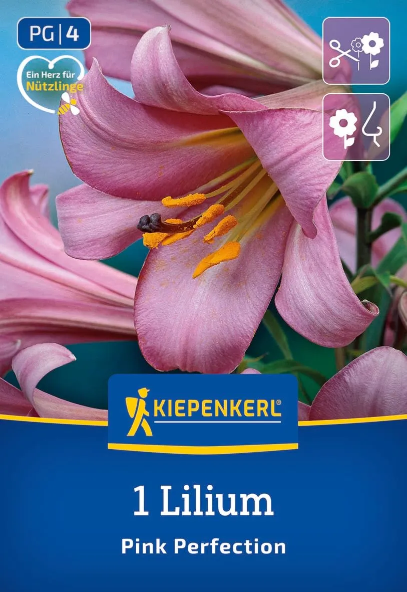 kiepenkerl-trompeten-lilie-pink-perfection-blumenzwiebeln-violettrosa-120-cm image 1