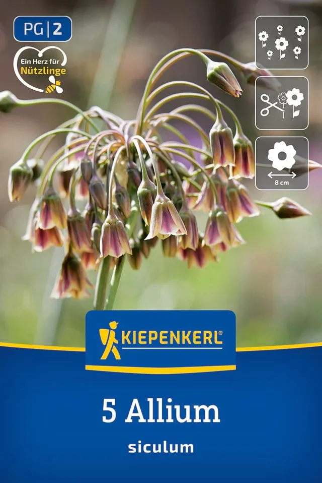 kiepenkerl-sizilianischer-honiglauch-2700000-blumenzwiebeln image 1