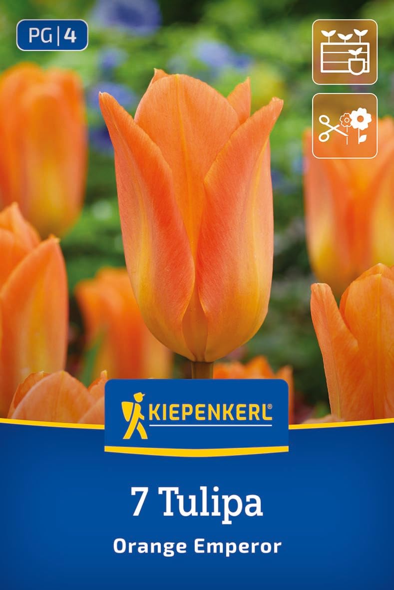 kiepenkerl-fosteriana-tulpe-orange-emperor-blumenzwiebeln-orange-35-cm-aprilbl-t image 1