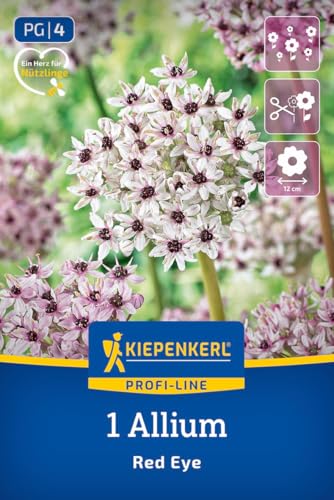 kiepenkerl-profi-line-zierlauch-red-eye-2700004-blumenzwiebeln image 7