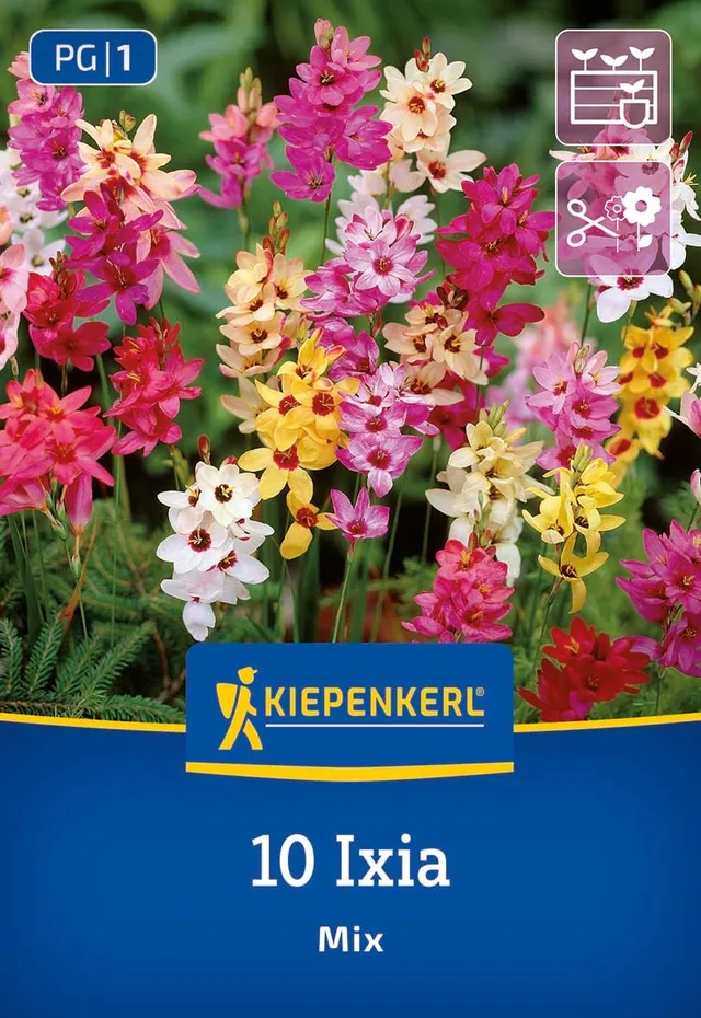 kiepenkerl-klebschwertel-mischung-ixien-miniaturgladiole-rosa-rot image 1