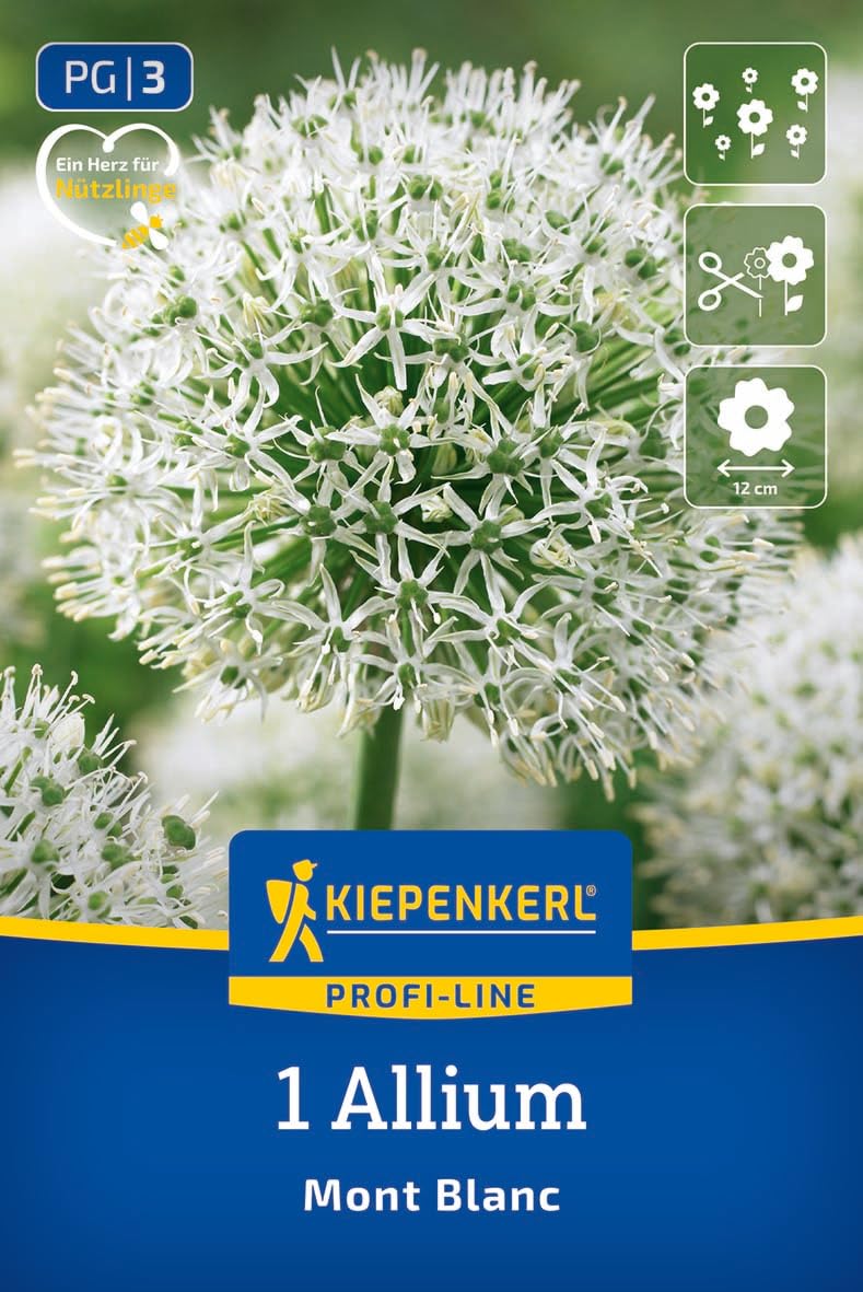 kiepenkerl-2700005-zierlauch-mont-blanc-riesen-allium-wei-100-cm image 1