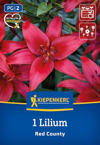 kiepenkerl-asiatische-lilie-red-county-blumenzwiebeln-rot-110-cm image 7