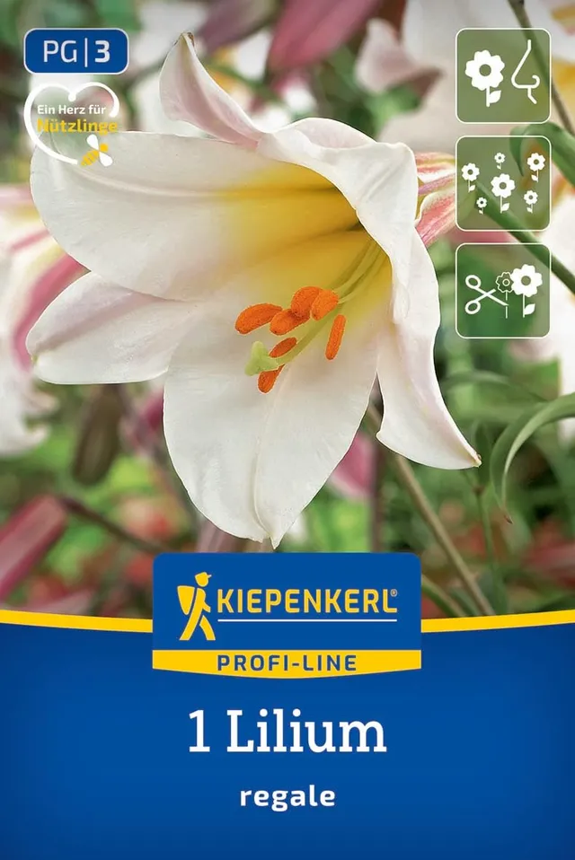 kiepenkerl-profi-line-trompetenlilie-lilium-regale-blumenzwiebeln-120-cm-juni-ju image 1