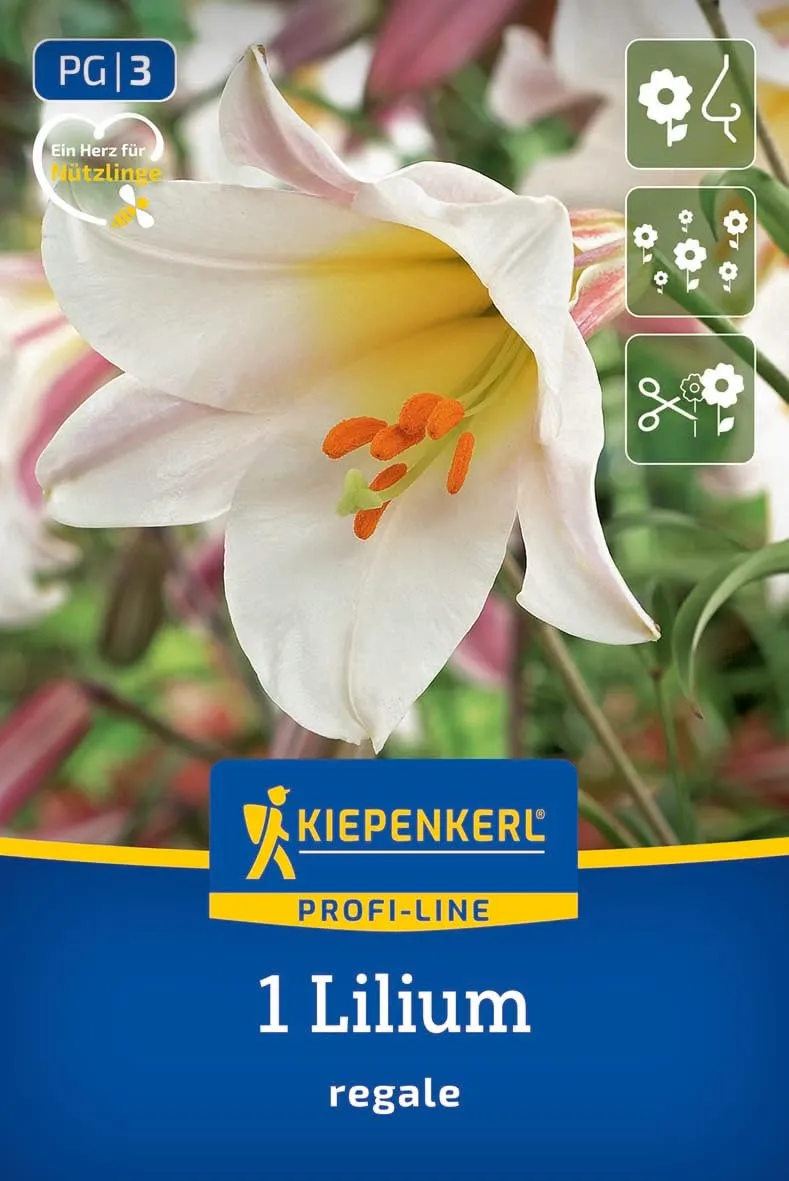 kiepenkerl-profi-line-trompetenlilie-lilium-regale-blumenzwiebeln-120-cm-juni-ju image 1