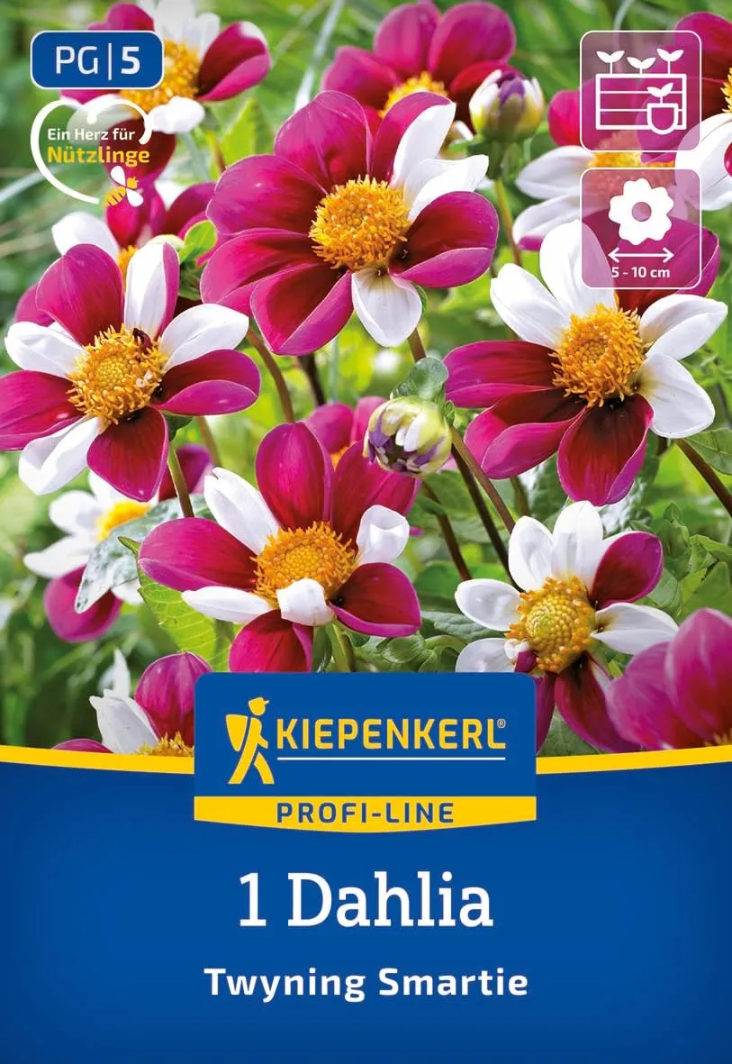 kiepenkerl-profi-line-dahlie-twyning-smartie-zweifarbige-magenta-wei-e-bienendah image 1