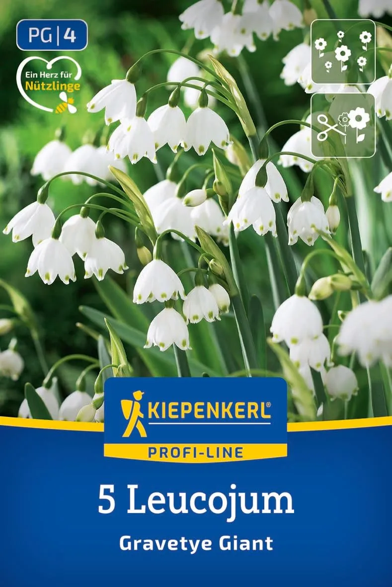 kiepenkerl-profi-line-sommerknotenblume-gravetye-giant-blumenzwiebeln-50-cm-wei- image 1