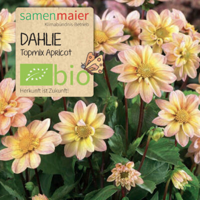 samen-maier-bio-dalija-topmix-apricot-saatgut image 2