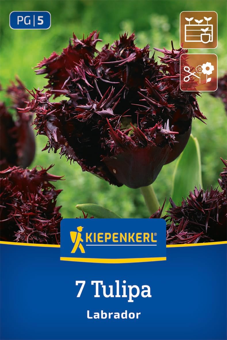 kiepenkerl-gefranste-tulpe-labrador-blumenzwiebeln image 1