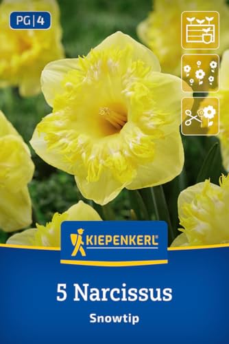 kiepenkerl-profi-line-gro-kronige-narzisse-snowtip-blumenzwiebeln-gelb-wei-dufte image 8