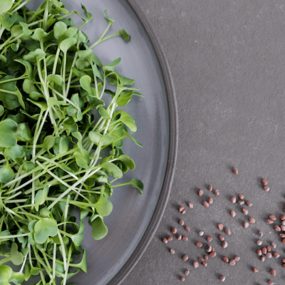 samen-maier-bio-sprossen-rettich-daikon-vorteilsmenge-microgreens image 4