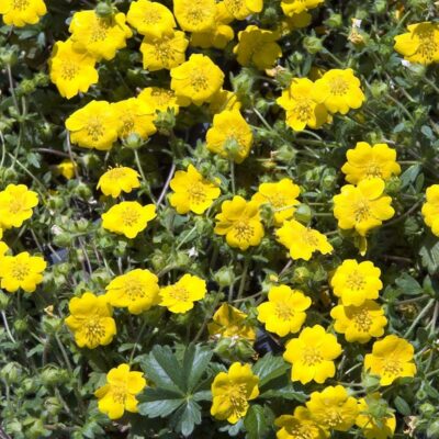 samen-maier-bio-fr-hlings-fingerkraut-potentilla-neumanniana-im-topf image 4