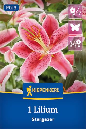 kiepenkerl-oriental-lilie-stargazer-2750001-blumenzwiebeln-rosarot-90-cm image 7