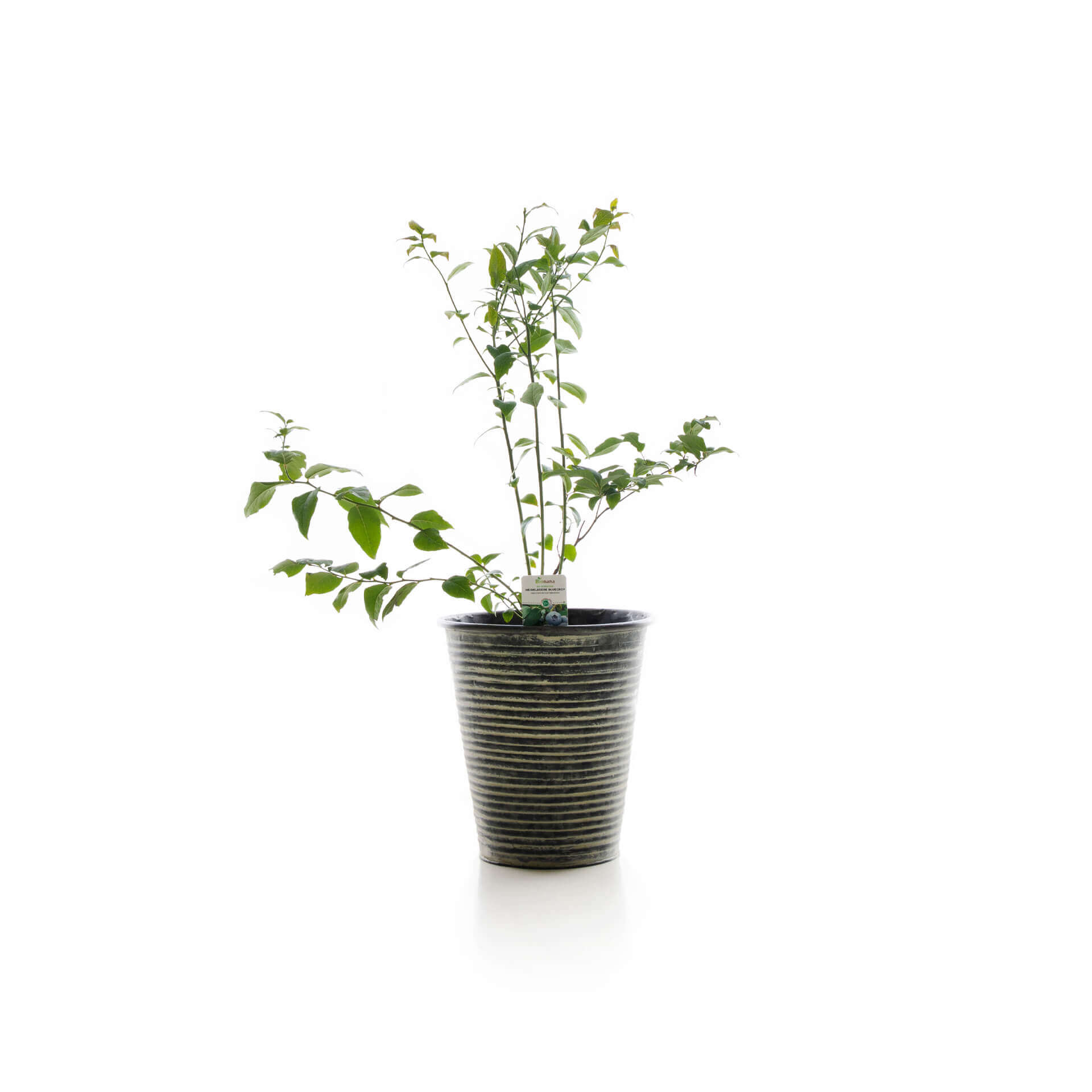 samen-maier-bio-heidelbeere-bluecrop-obstpflanze-gro-e-fr-chte image 2