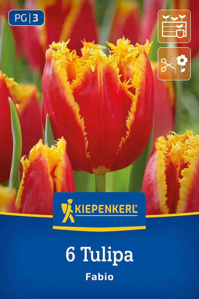 kiepenkerl-gefranste-tulpe-fabio-blumenzwiebeln-crispa-tulpe-45-cm-april-bl-te image 1