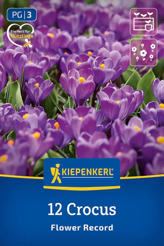 kiepenkerl-gro-blumiger-krokus-flower-record-blumenzwiebeln-lila-10-cm-m-rz-apri image 1