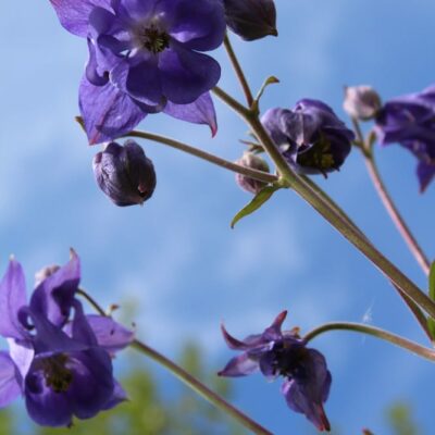 samen-maier-bio-gemeine-akelei-aquilegia-vulgaris-wildblumen-staude-im-topf image 4