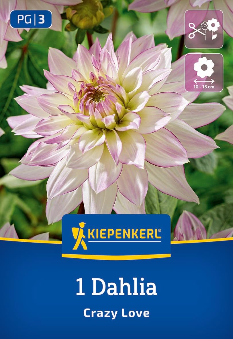 kiepenkerl-dekorative-dahlie-crazy-love-dahlienknollen-wei-rosa-gef-llt-100-cm image 1