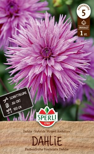 sperli-dahlie-striped-ambition-fimbriata-rosa-purpur-100-cm image 3