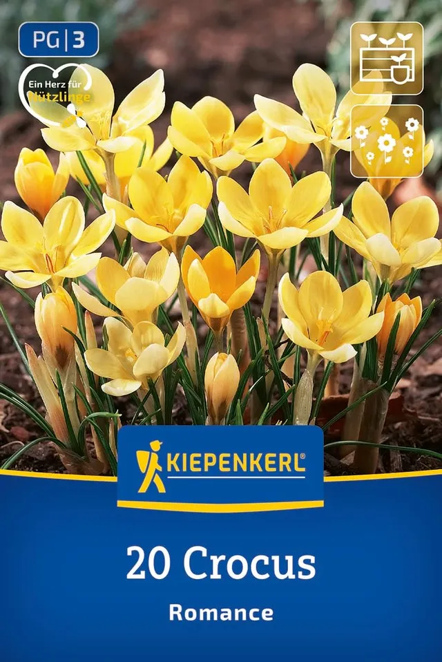 kiepenkerl-wildkrokus-romance-blumenzwiebeln-cremefarben-10-cm image 1