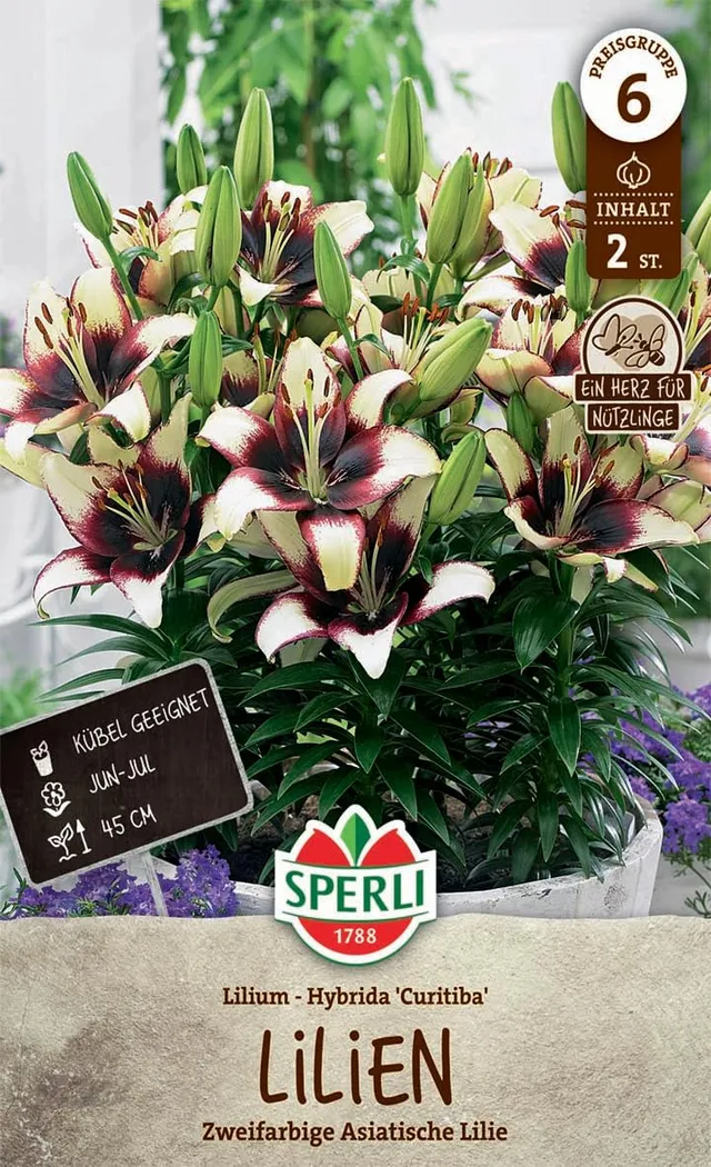 sperli-lilie-curitiba-orient-lilie-winterhart-45-cm-beet-k-bel image 1