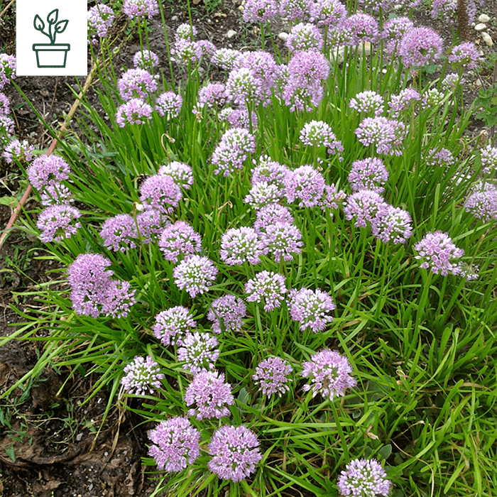 samen-maier-bio-berg-lauch-allium-lusitanicum-pflanze-im-topf image 1