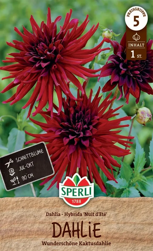 sperli-dahlie-nuit-d-ete-blumenzwiebel-kaktusdahlie-dunkelrot-ca-90-cm image 1