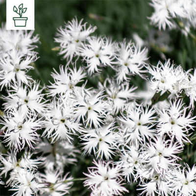 samen-maier-bio-sand-nelke-dianthus-serotinus-topfpflanze image 3
