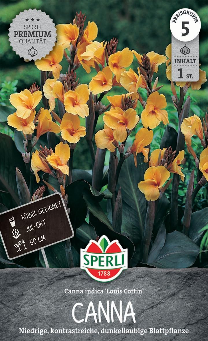 sperli-blumenrohr-louis-cottin-niedrige-canna-dunkellaubig-apricot image 1