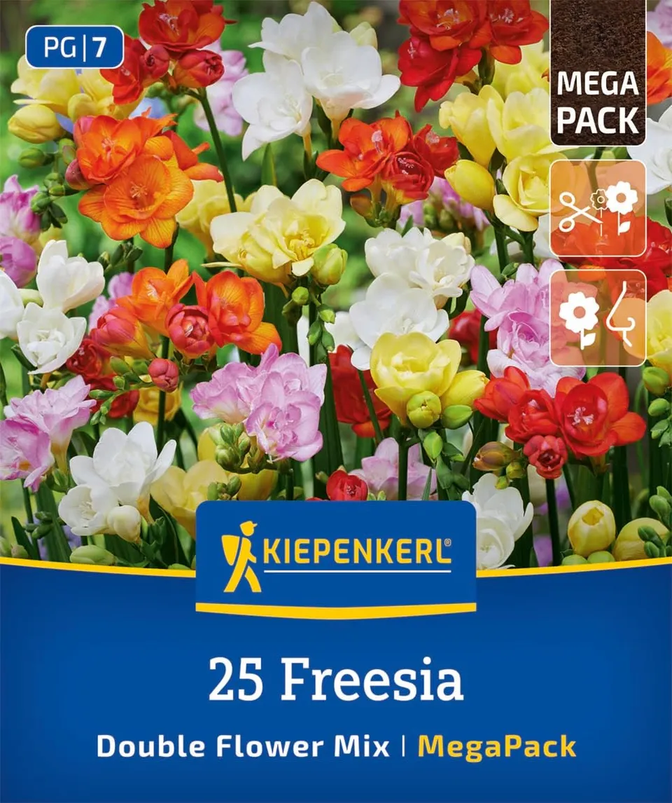 kiepenkerl-mega-pack-freesien-mischung-3825001-gef-llte-duftende-freesien-juni-o image 1
