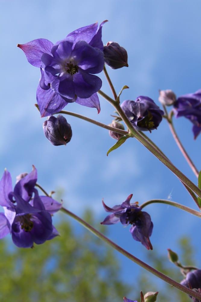 samen-maier-bio-gemeine-akelei-aquilegia-vulgaris-wildblumen-staude-im-topf image 2