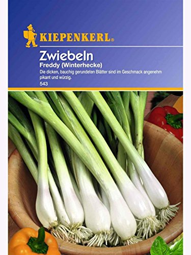 kiepenkerl-winterheckenzwiebel-freddy-ewige-zwiebel-samen image 1