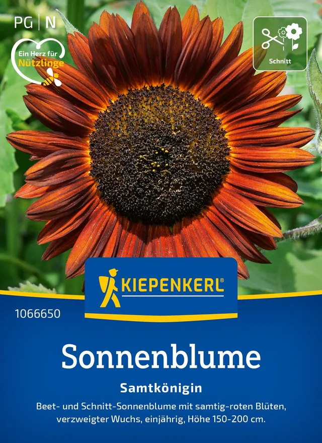 kiepenkerl-sonnenblume-samtk-nigin-blumensaat image 1