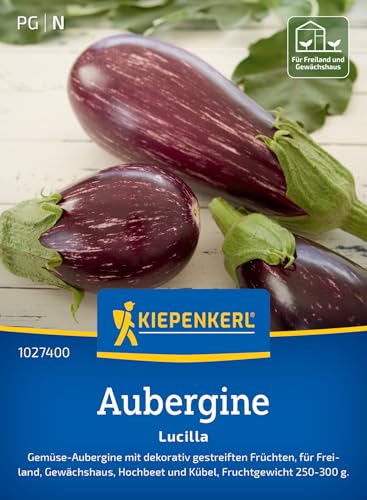 kiepenkerl-aubergine-lucilla-gem-sesamen image 7